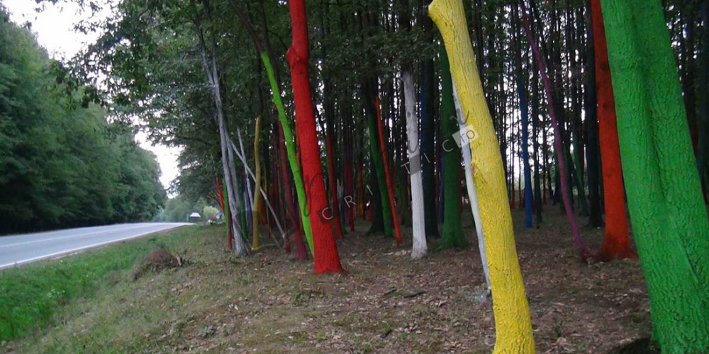 Pădurea colorată3